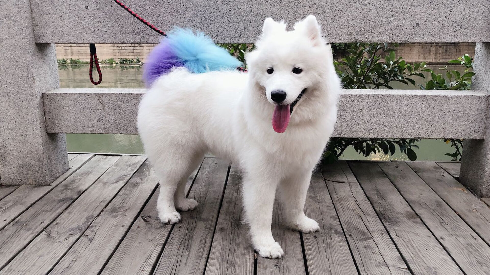 华体会网址-坐穿板凳却拿满分的导演,凯尔特人强势击败猛龙,保罗赛后评分引热议 第1张 华体会网址-坐穿板凳却拿满分的导演,凯尔特人强势击败猛龙,保罗赛后评分引热议 第1张